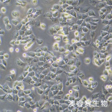 MCF7/ADR（人乳腺癌阿霉素耐药细胞株）