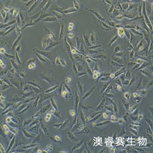 MDA-MB-231-LUC-EGFP 人三阴性乳腺癌-绿色荧光蛋白-荧光素酶标记