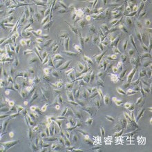 MDA-MB-231-LUC-EGFP 人三阴性乳腺癌-绿色荧光蛋白-荧光素酶标记