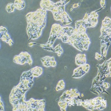 C3A[Hep G2/C3A]（人肝癌细胞）