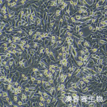 PANC02（小鼠胰腺癌细胞）