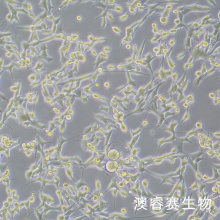 MBT-2（小鼠膀胱癌细胞）