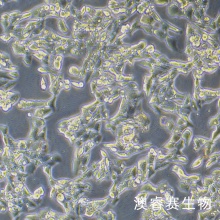 R2C（大鼠睾丸间质细胞）