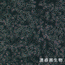 4T1.2（小鼠乳腺癌细胞骨转移模型）