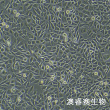LM8C3H（小鼠骨肉瘤细胞）