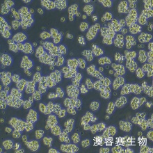 A20（小鼠B细胞淋巴瘤细胞）