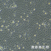 HBMEC 人脑微血管内皮细胞