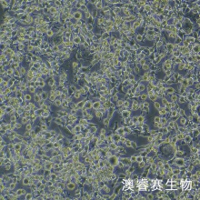 STC-1 小鼠小肠内分泌细胞系