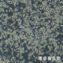 STC-1 小鼠小肠内分泌细胞系