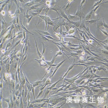 HBVP 人脑血管周细胞