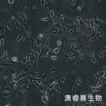 bEnd.5 小鼠Balb c脑内皮瘤