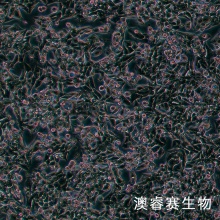 MyC-CaP 小鼠前列腺癌细胞