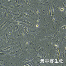 HUH-28人胆管癌细胞