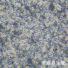 EBC-1 肺腺癌细胞