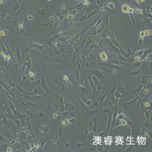 SVGP12 人星形胶质细胞