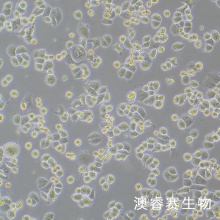 SK-BR-3-LUC人乳腺癌细胞-荧光素酶标记