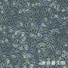 T24/DDP人膀胱癌顺铂耐药株