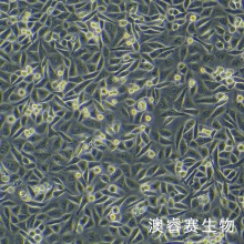 T24/DDP人膀胱癌顺铂耐药株