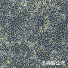 A2780/DDP（人卵巢癌顺铂耐药株）