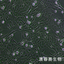 HLE-B3人晶状体上皮细胞