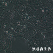 HLE-B3人晶状体上皮细胞