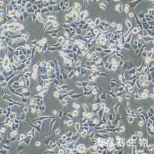 E0771-luc 小鼠髓样乳腺癌细胞-荧光素酶标记