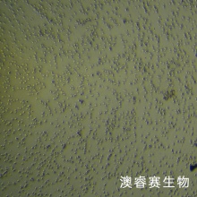 NALM-6-LUC 人B淋巴白血病细胞-荧光素酶标记