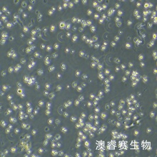 NALM-6-LUC 人B淋巴白血病细胞-荧光素酶标记