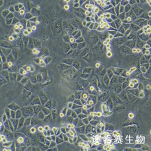 KPL4 人乳腺癌细胞系