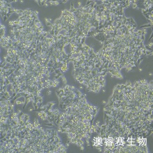 266-6小鼠胰腺腺泡癌细胞