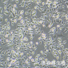 T3M-4 人胰腺腺癌细胞