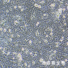 T3M-4 人胰腺腺癌细胞