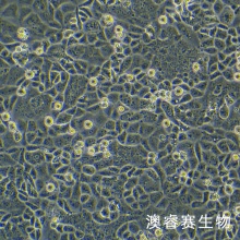 SNU484人胃癌细胞