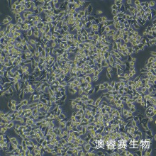 SK-CO-1结直肠腺癌细胞