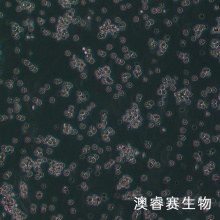 J558 小鼠骨髓瘤细胞