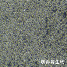 8E5 人外周血淋巴细胞