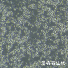 8E5 人外周血淋巴细胞