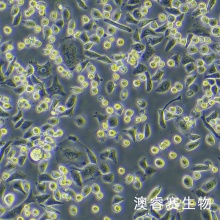 NCI-H1355人非小细胞肺癌细胞