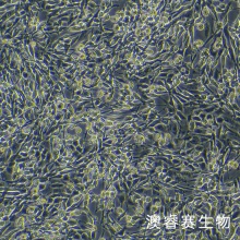 AKR 小鼠食管癌细胞