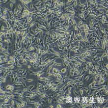 AKR 小鼠食管癌细胞