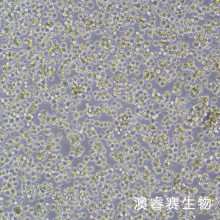 Raji-LUC 人口腔鳞癌细胞-荧光素酶标记