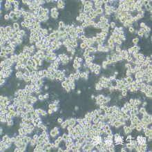 Sf21  昆虫卵巢细胞