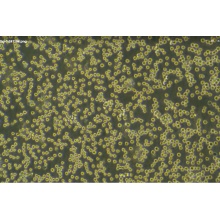 THP-1（人单核细胞白血病）