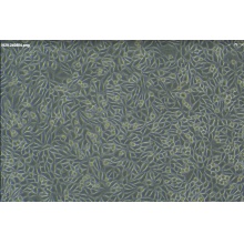 NCTC clone 929 [L cell, L-929]（小鼠成纤维细胞）