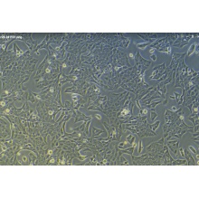 R28 大鼠视网膜前体细胞