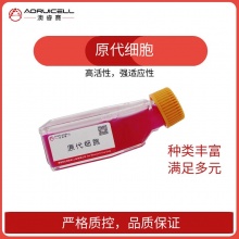 猪子宫颈上皮细胞