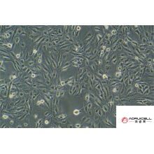 SKN人子宫平滑肌肉瘤细胞