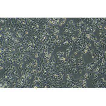 HL-1（小鼠心肌细胞）