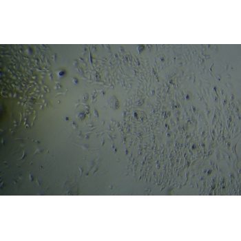 MH7A人正常关节滑膜成纤维细胞