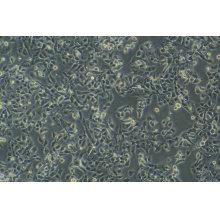 HL-1（小鼠心肌细胞）